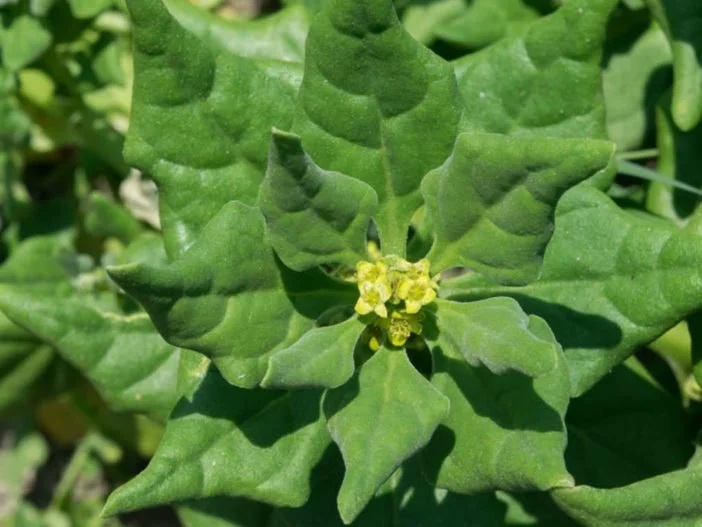 Tetragonia tetragonioides (10)