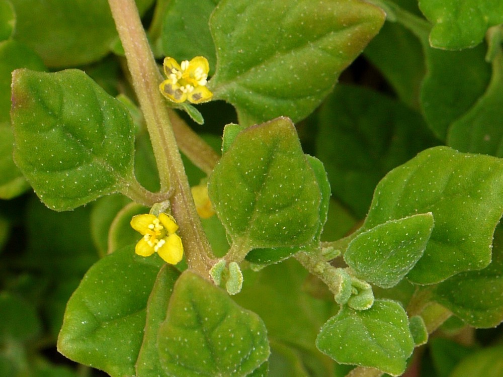 Tetragonia tetragonioides (7)
