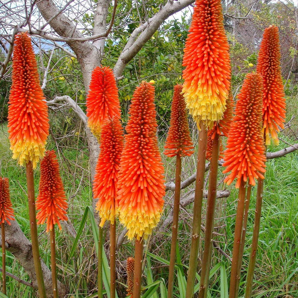 Kniphofia uvaria (1)