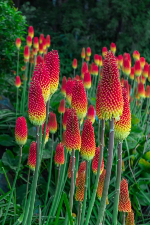 Kniphofia uvaria (3)