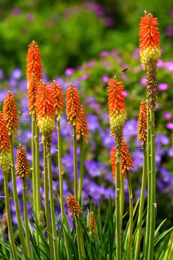 Kniphofia uvaria (4)