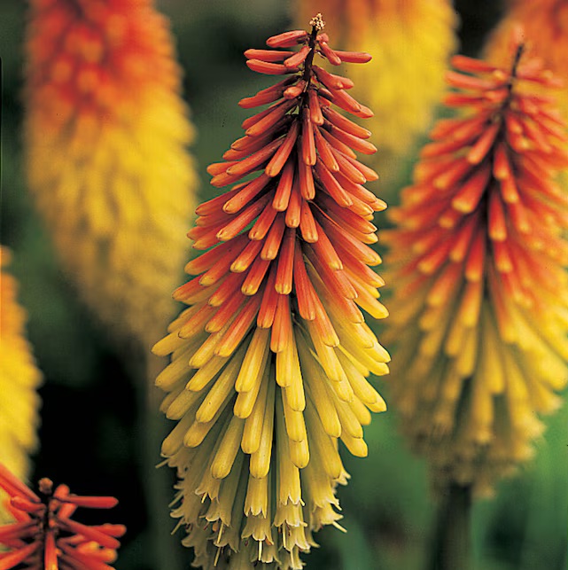 Kniphofia uvaria (5)