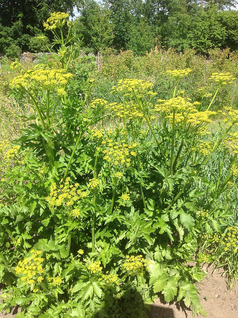 Pastinaca sativa (1)