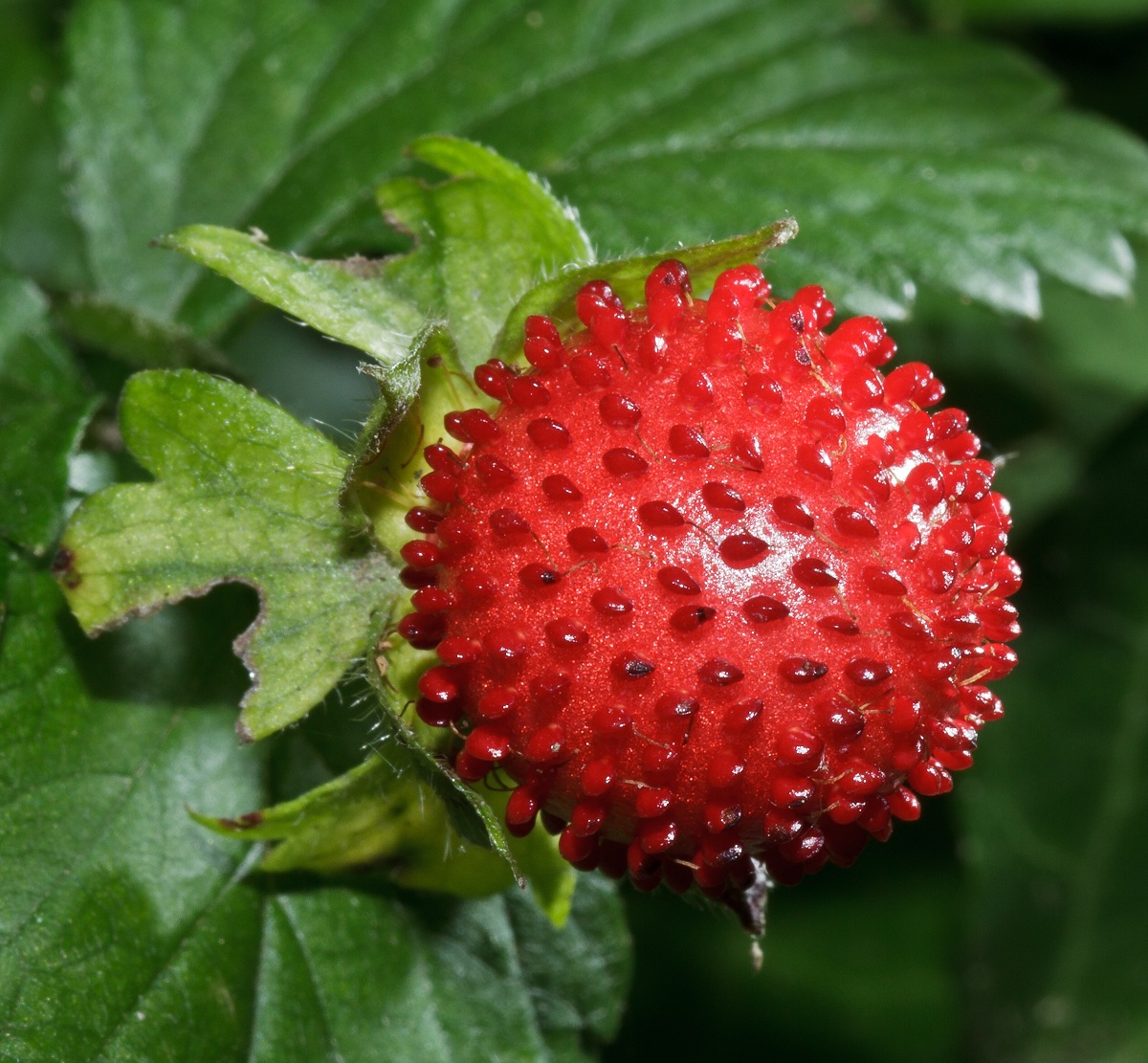 Potentilla indica 00