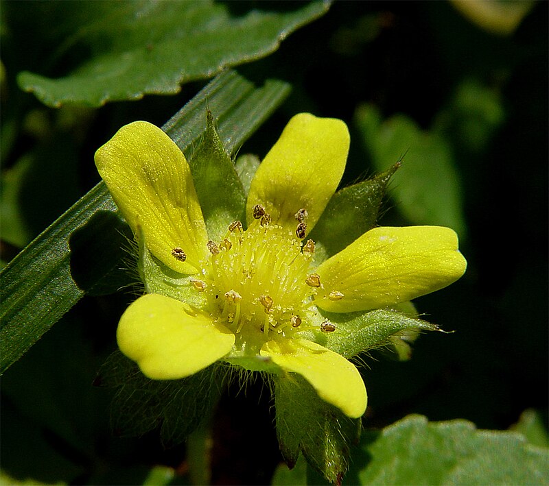 Potentilla indica (10)