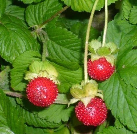 Potentilla indica (12)