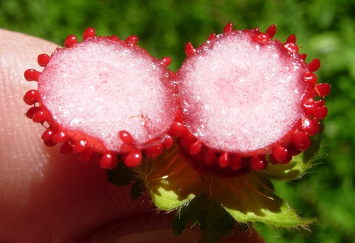 Potentilla indica (14)