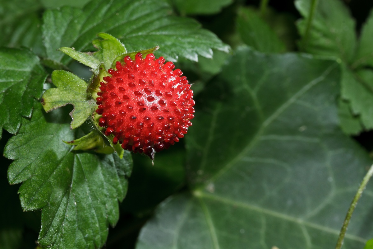 Fragaria vesca