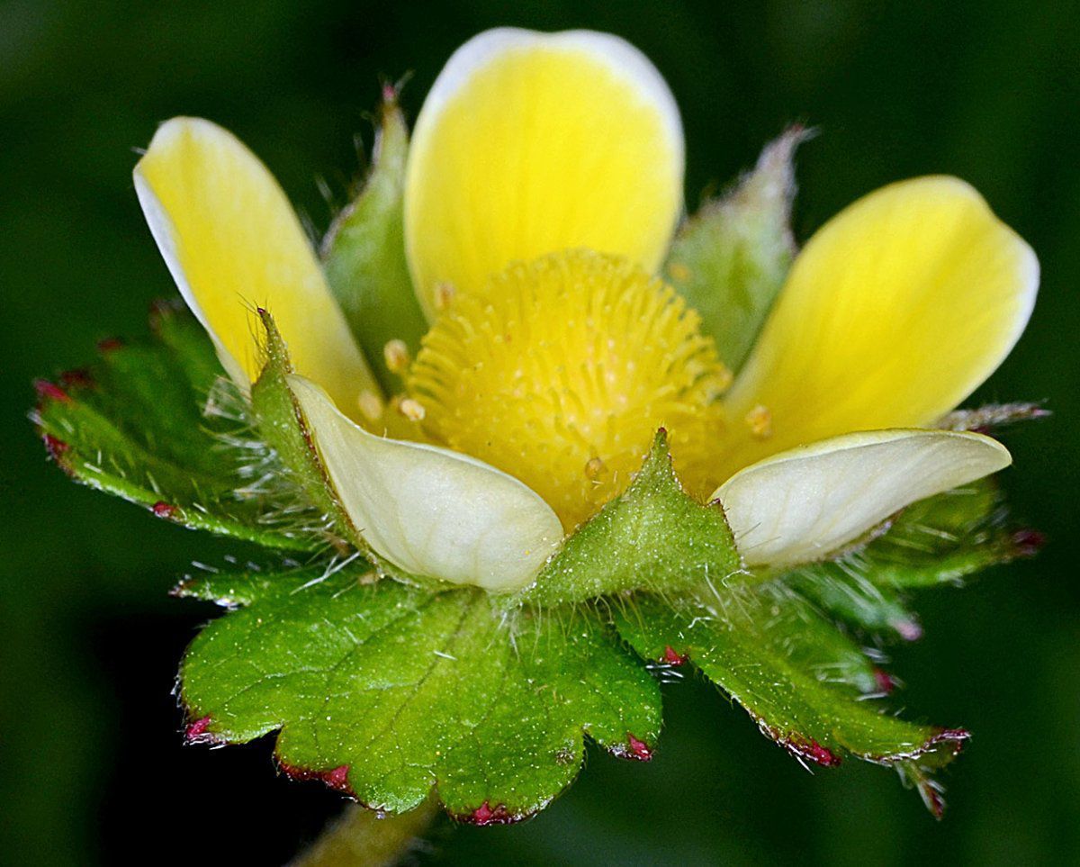 Potentilla indica (5)