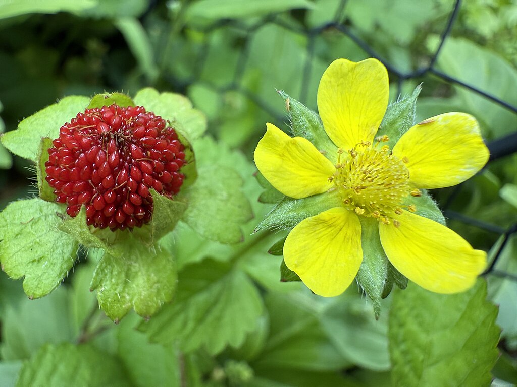 Potentilla indica (7)