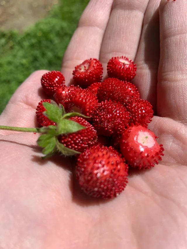 Potentilla indica (9)
