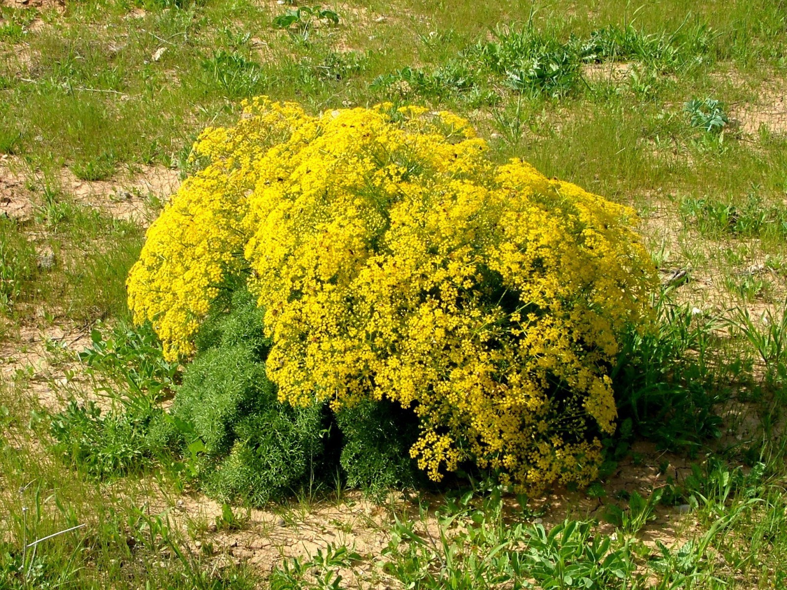 Prangos ferulacea (1)