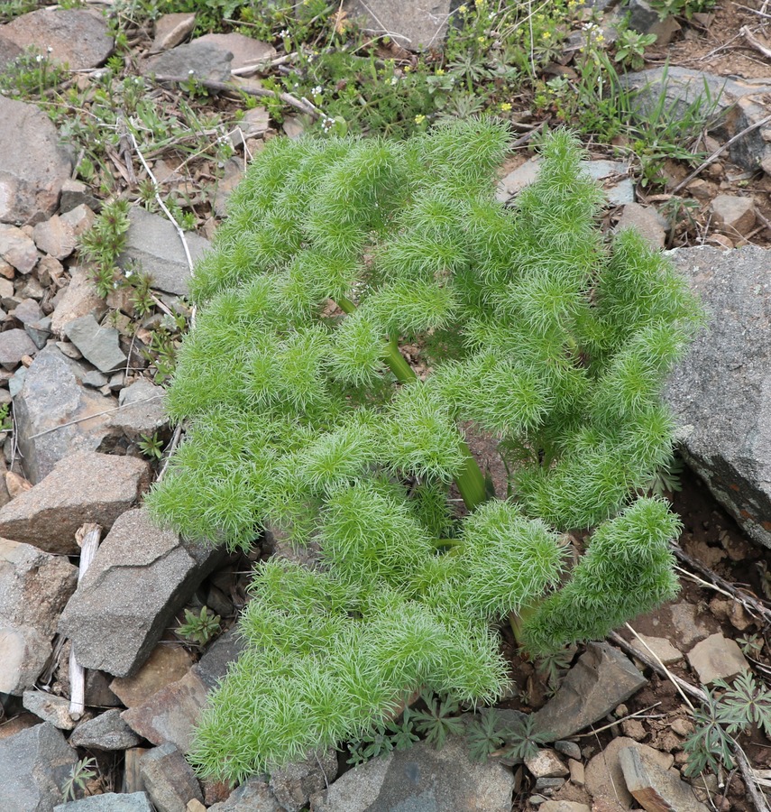 Prangos ferulacea (1)