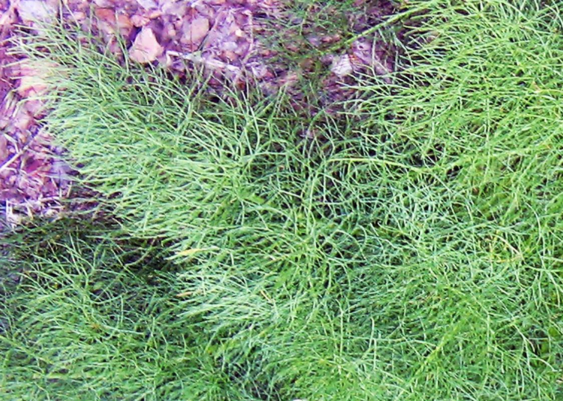 Prangos ferulacea (2)