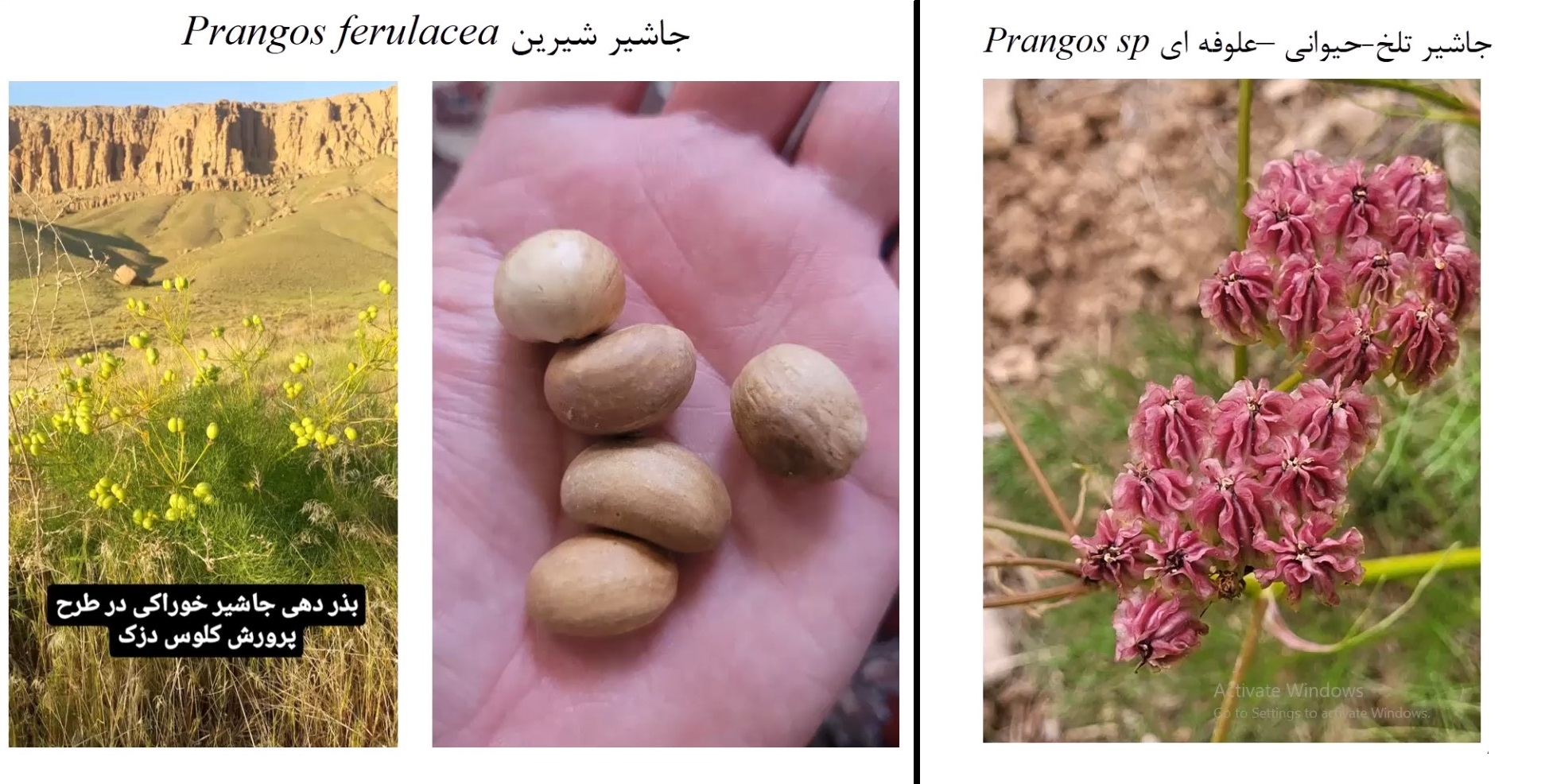 Prangos ferulacea Seeds