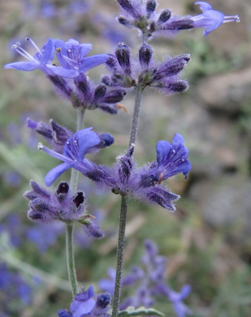 Salvia yangii (3)