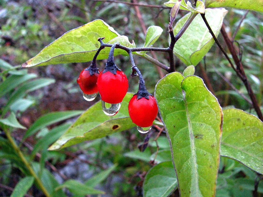 Solanum dulcamara (2)