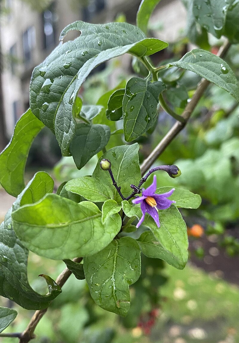 Solanum dulcamara (3)