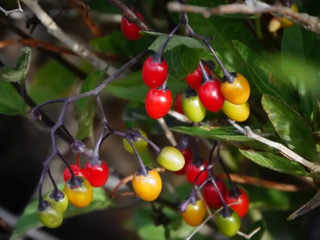Solanum dulcamara (4)