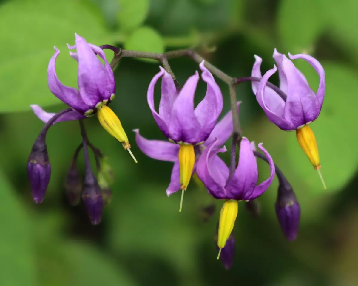 Solanum dulcamara (5)