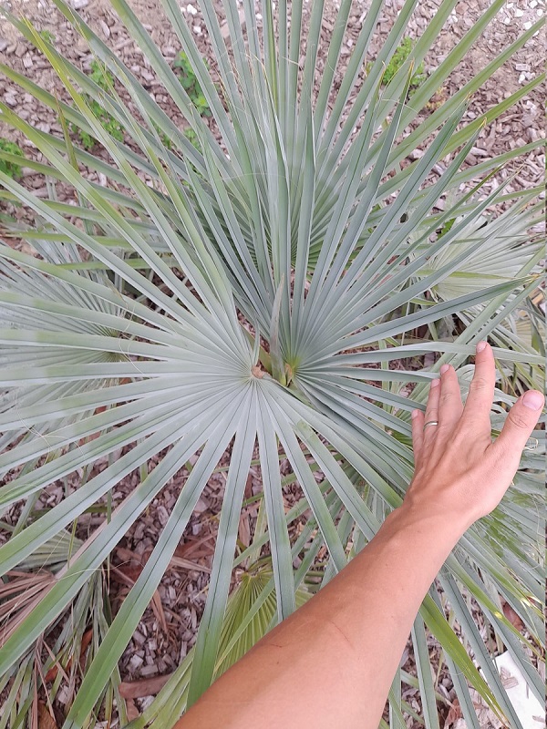 Brahea dulcis Blue (1)