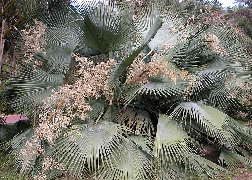 Brahea dulcis Blue (2)