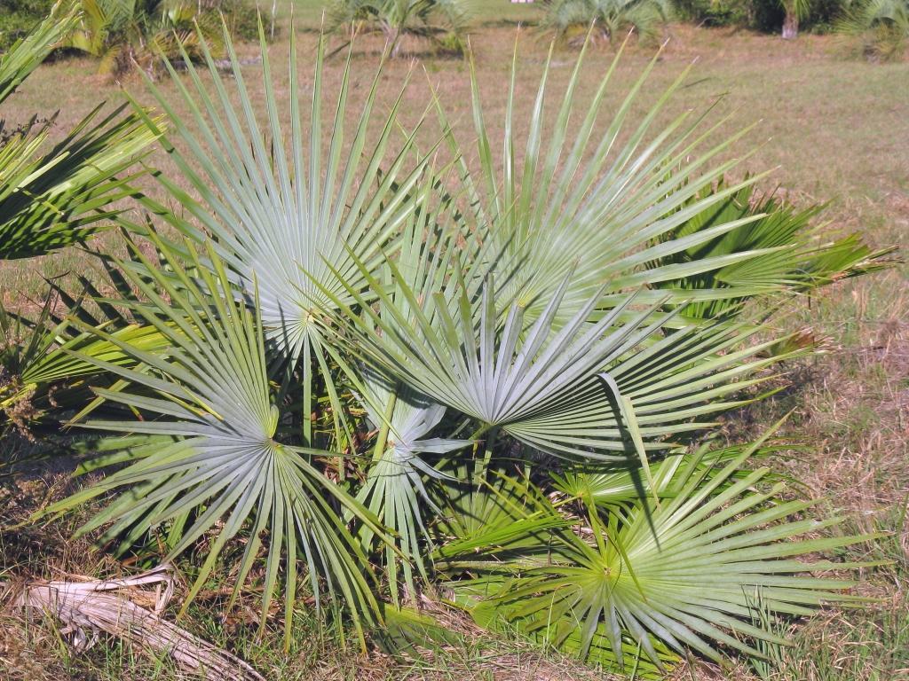 Brahea dulcis Blue (4)