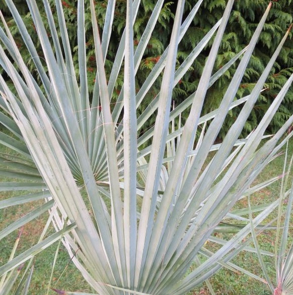 Brahea dulcis Blue (5)