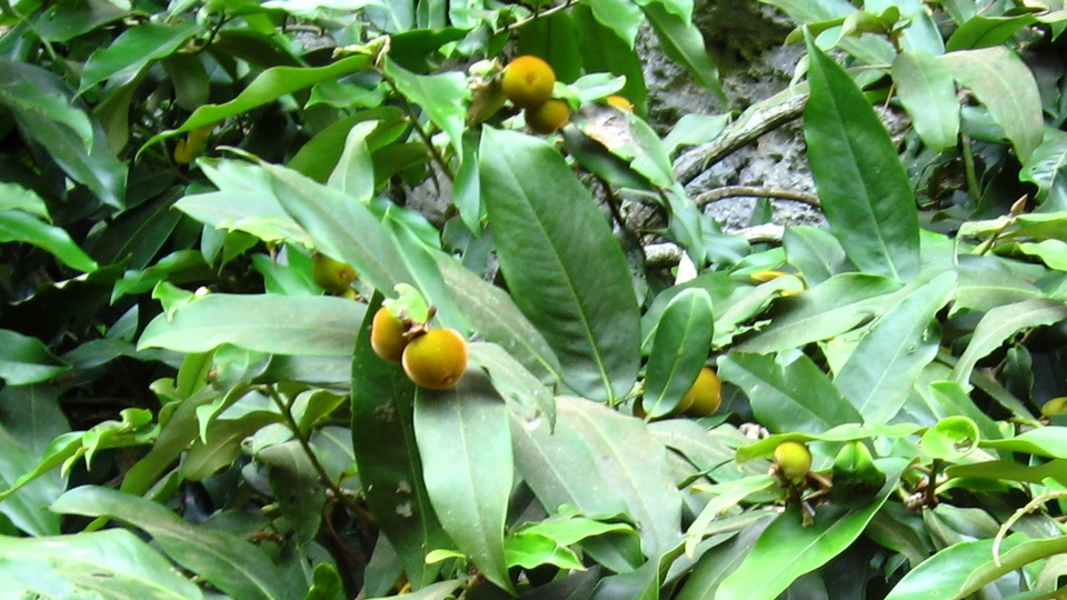 Diospyros blancoi (1)