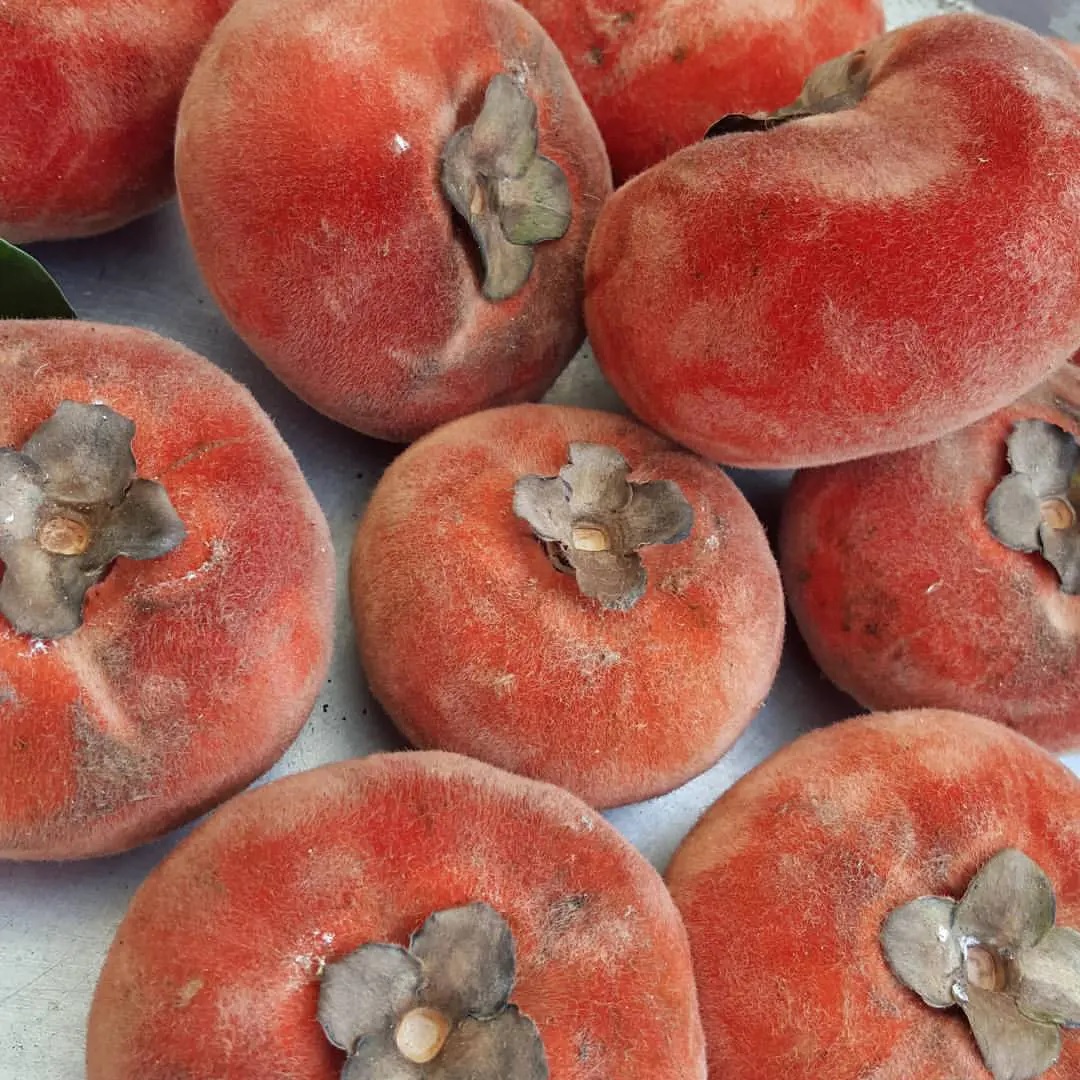 Diospyros blancoi (1)