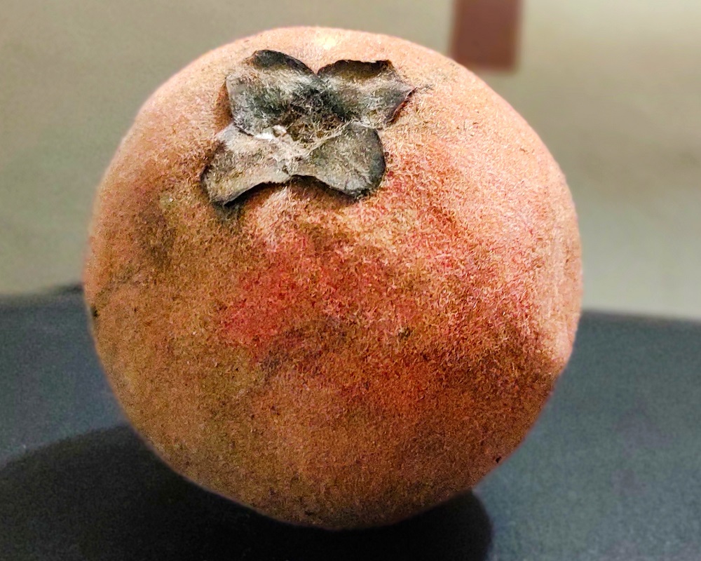 Diospyros blancoi (4)