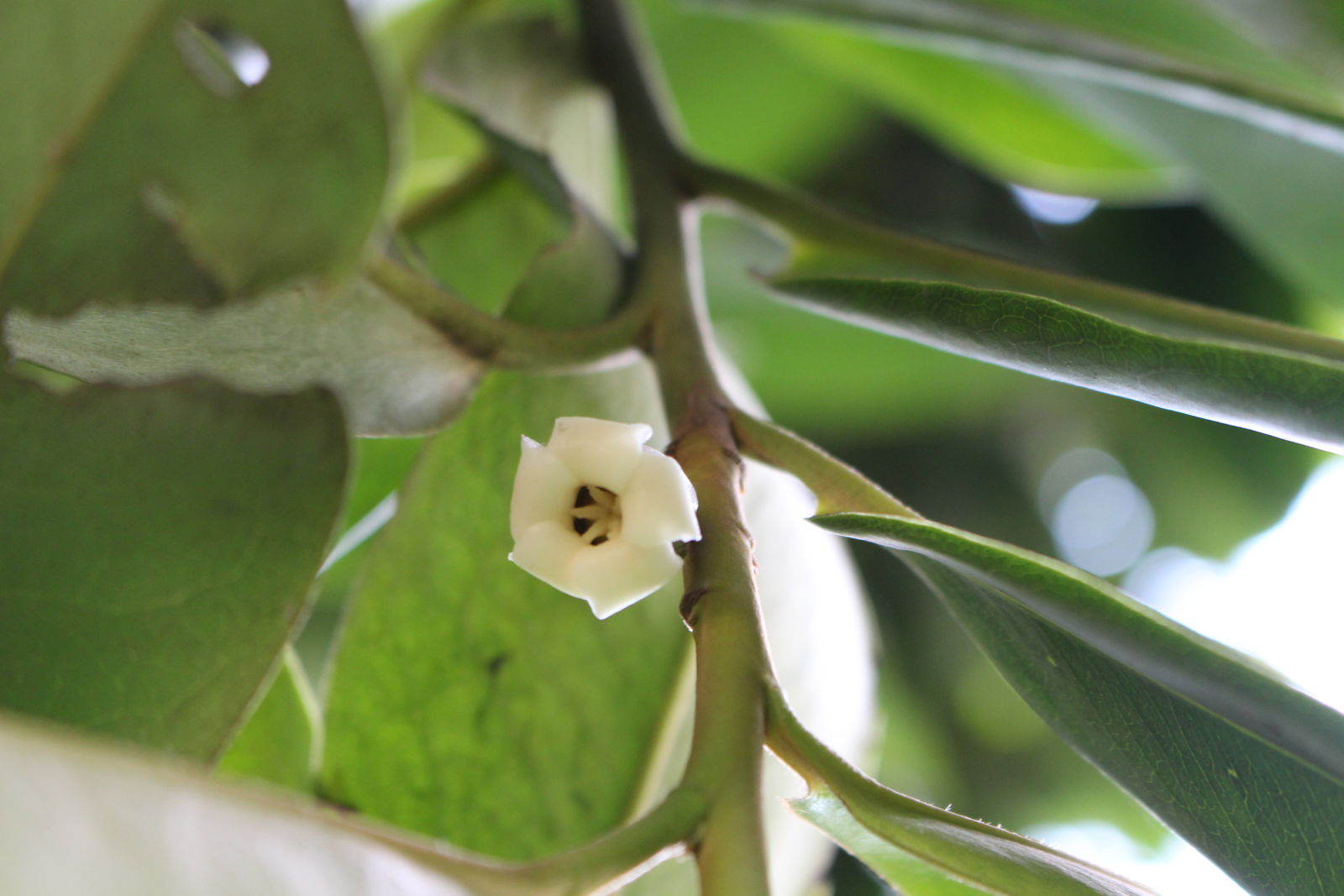 Diospyros blancoi (8)