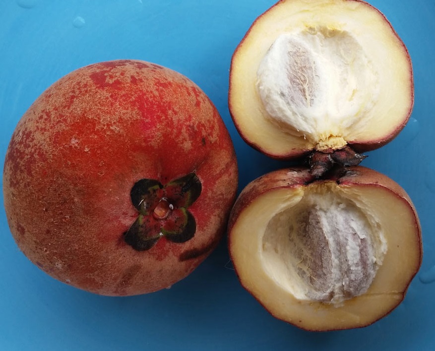 Diospyros blancoi (9)