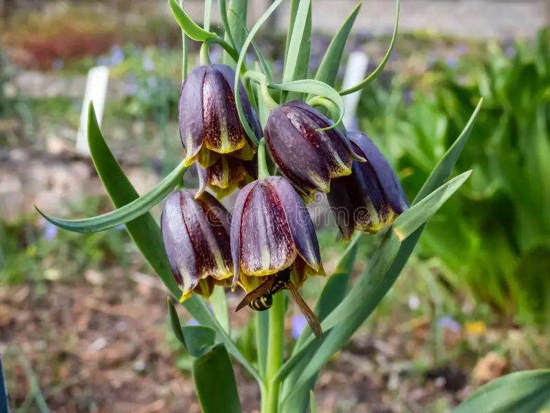 Fritillaria crassifolia subsp. kurdica (Boiss. & Noe)
