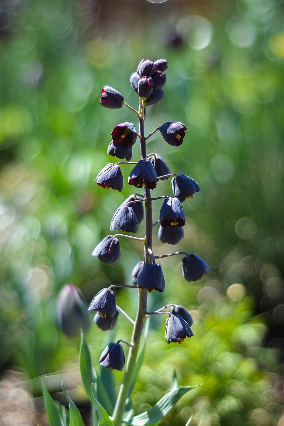 Fritillaria persica 2