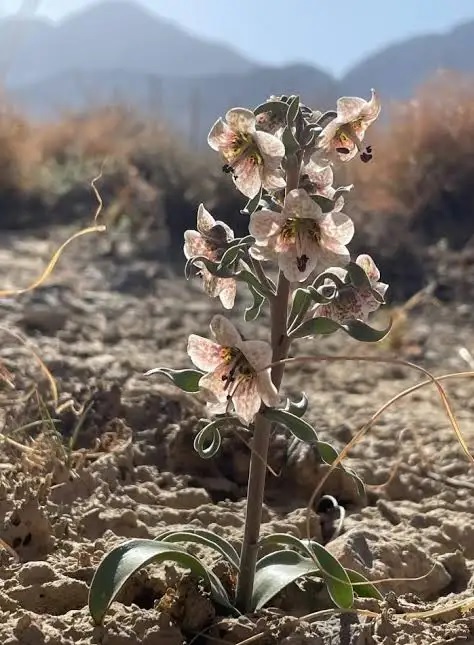 Fritillaria_gibbosa 2