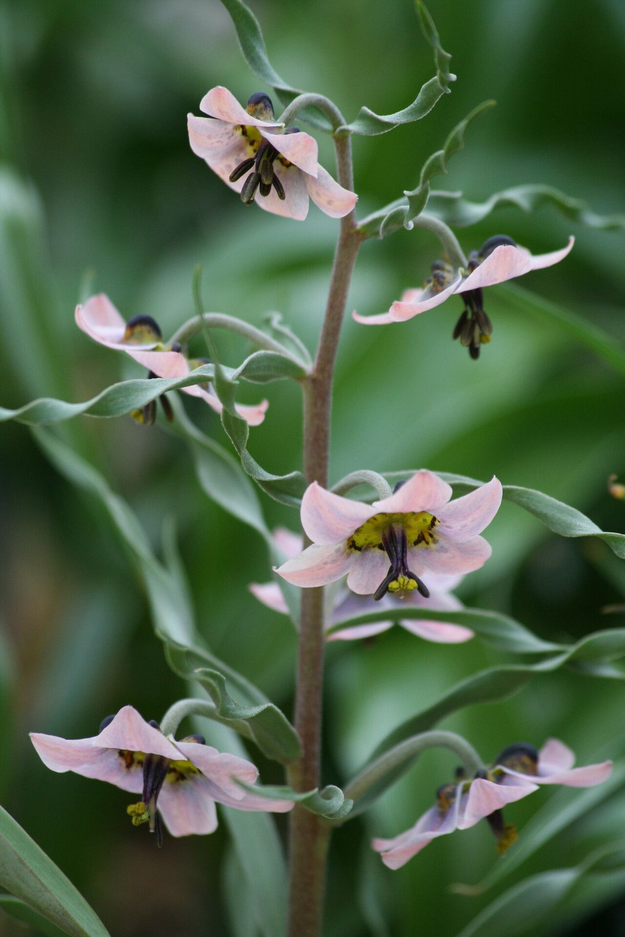 Fritillaria_gibbosa 3