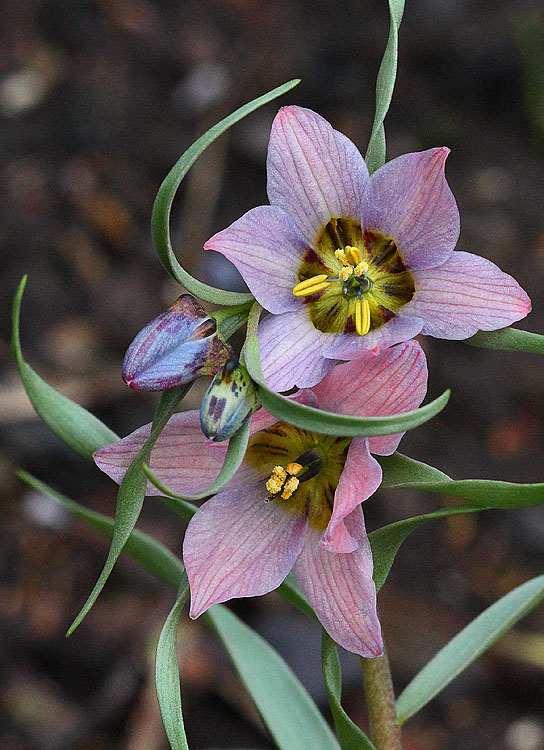 Fritillaria_gibbosa