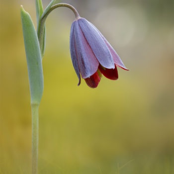 Fritillaria_kurdica 2