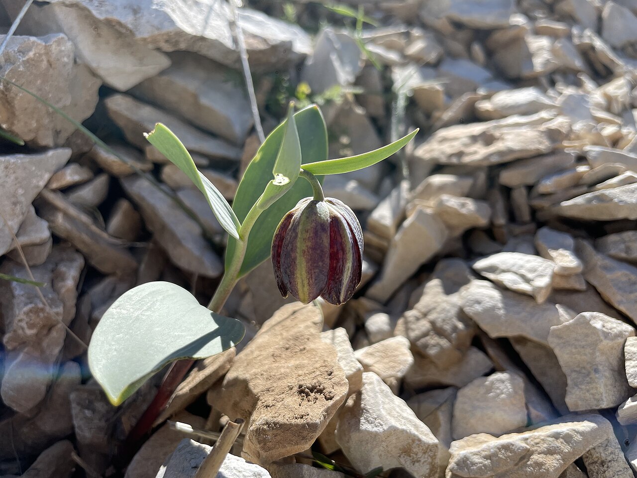 Fritillaria_kurdica
