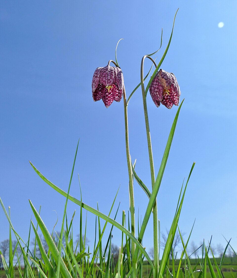 Fritillaria_meleagris