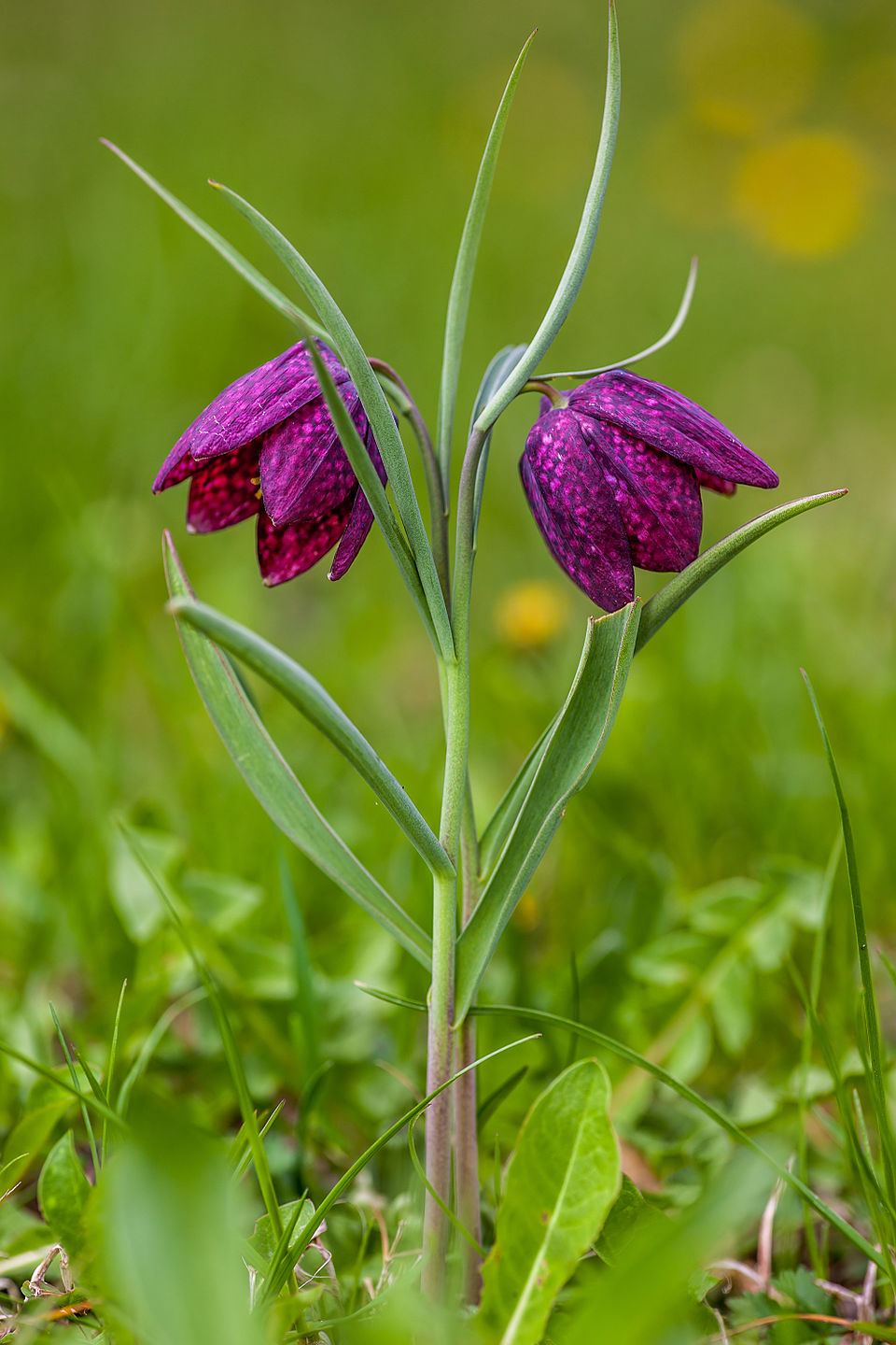 Fritillaria_meleagris_2