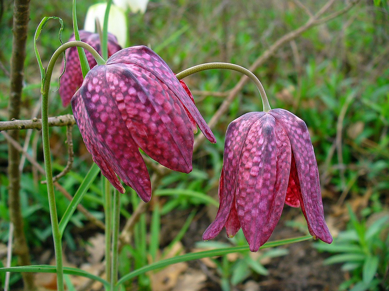 Fritillaria_meleagris_3