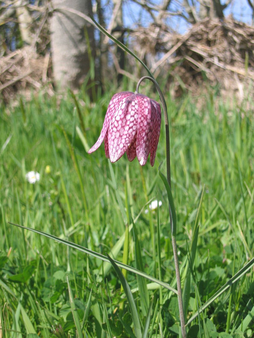 Fritillaria_meleagris_4