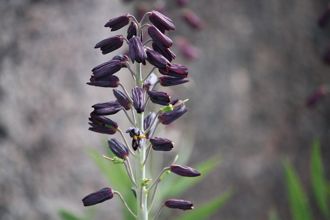 Fritillaria_persica_1