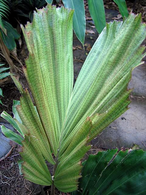 Hydriastele affinis (10)