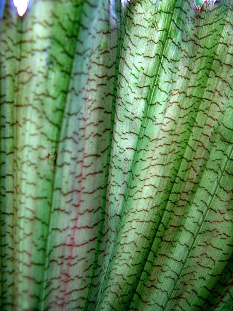 Hydriastele affinis (11)