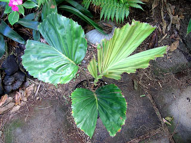 Hydriastele affinis (4)