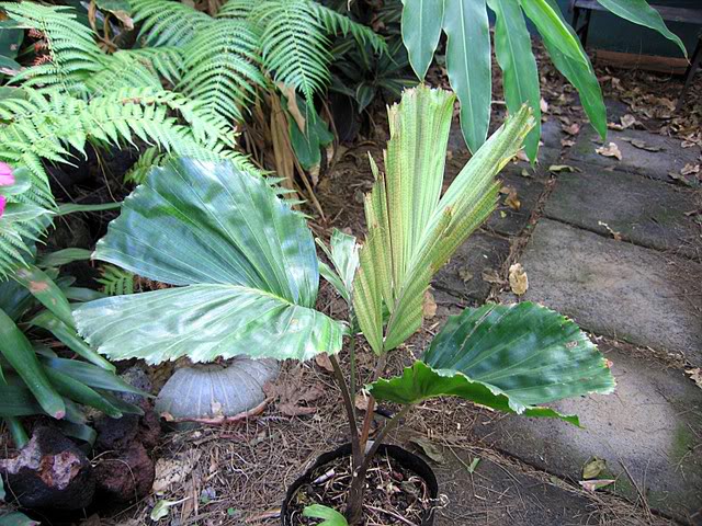 Hydriastele affinis (5)