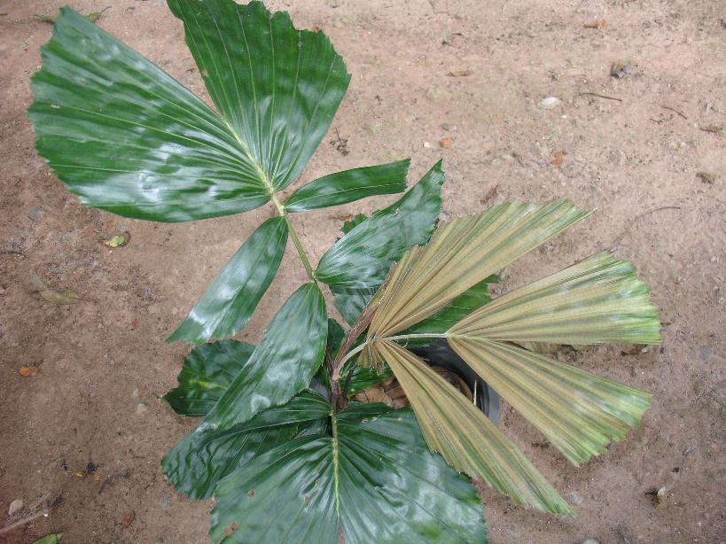 Hydriastele affinis (7)